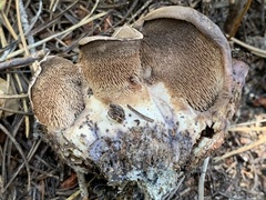 Phellodon violascens