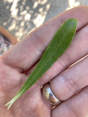 Borrichia arborescens