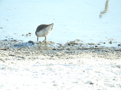 Calidris minutilla