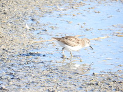 Calidris minutilla