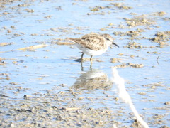Calidris minutilla