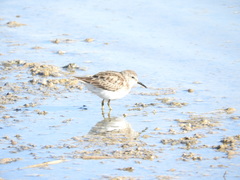 Calidris minutilla