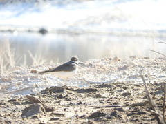 Charadrius vociferus