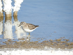 Calidris minutilla