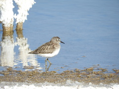 Calidris minutilla