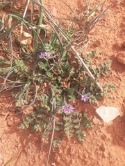 Erodium cicutarium