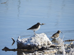 Calidris minutilla