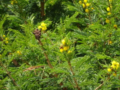 Cephalotelium macowanianum