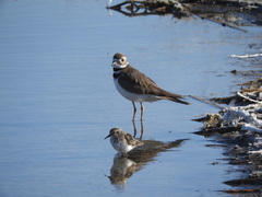 Charadrius vociferus