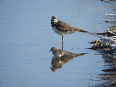 Charadrius vociferus