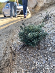 Eriogonum wrightii membranaceum