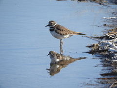 Charadrius vociferus