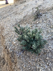 Eriogonum wrightii membranaceum