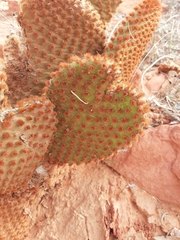 Opuntia