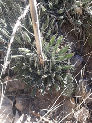 Agave parviflora parviflora