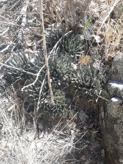 Agave parviflora parviflora