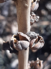 Agave parviflora parviflora