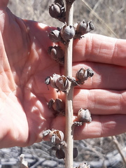 Agave parviflora parviflora