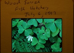 Oxalis
