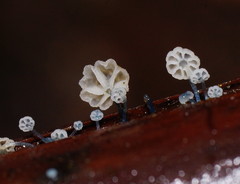 Mycena lazulina
