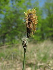 Carex tomentosa