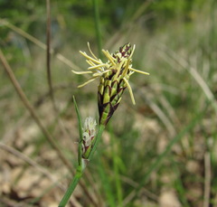 Carex tomentosa