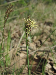 Carex tomentosa