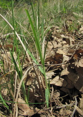 Carex tomentosa