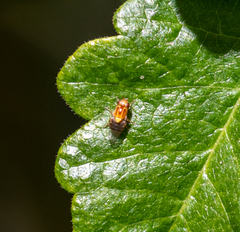 Thaumatomyia rubida