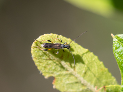Callimoxys fuscipennis