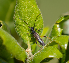 Callimoxys fuscipennis