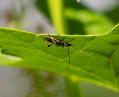 Callimoxys fuscipennis