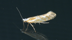 Argyresthia canadensis