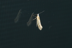 Argyresthia canadensis