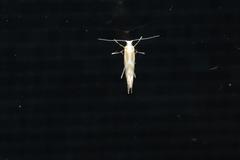 Argyresthia canadensis