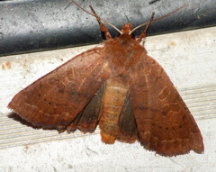 Epiglaea decliva