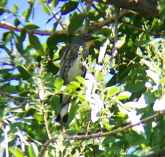 Setophaga coronata auduboni