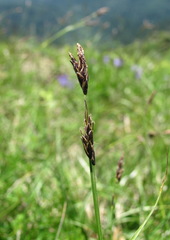 Carex tristis