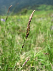 Carex tristis