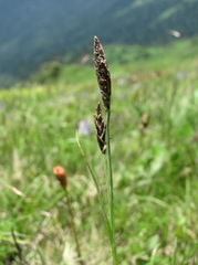Carex tristis