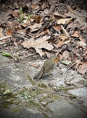 Erithacus rubecula