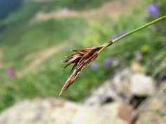 Carex tristis