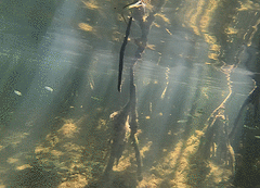 Atherinomorus stipes