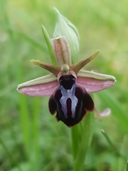 Ophrys sphegodes spruneri