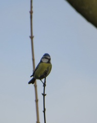 Cyanistes caeruleus