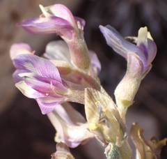 Astragalus arizonicus