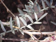 Astragalus arizonicus