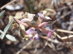 Astragalus arizonicus
