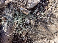 Astragalus arizonicus