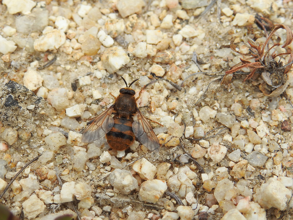 Pycnomalla